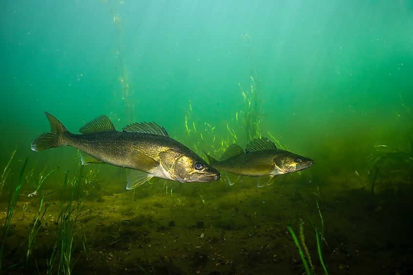 Two walleye at the bottom of a lake.