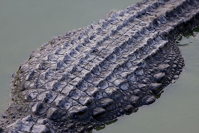 Crocodile skin texture