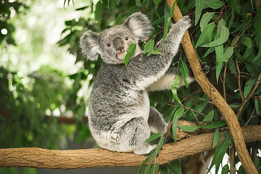 A koala in a eucalyptus tree.
