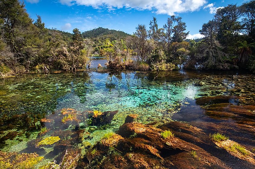 Te Waikoropupū Springs, near Takaka, New Zealand. The largest freshwater springs in New Zealand, the largest cold water springs in the Southern Hemisphere and contain some of the clearest water.