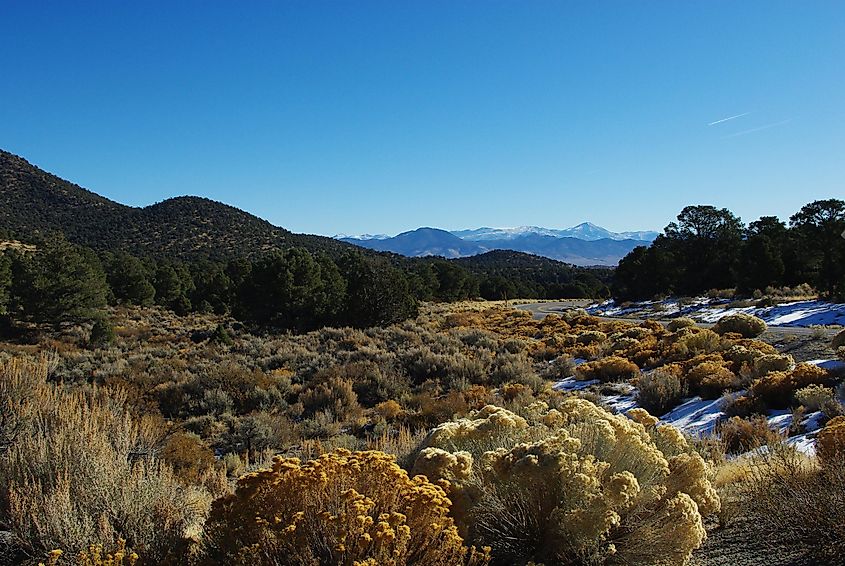 Humboldt-Toiyabe National Forest