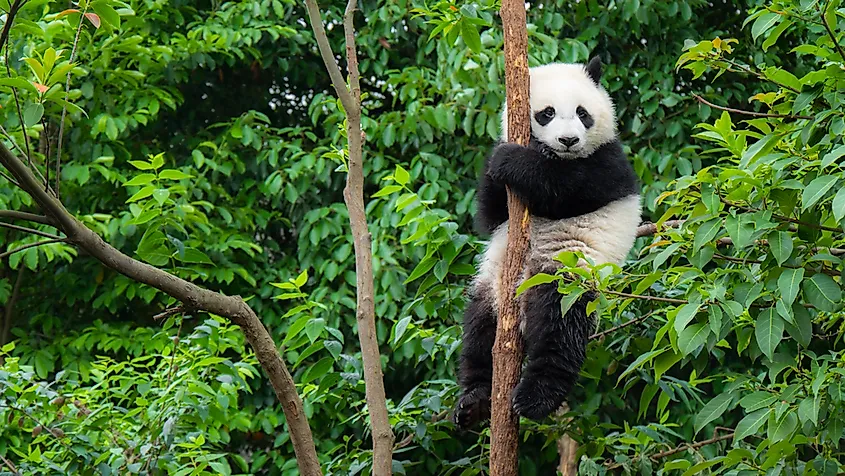 The giant panda in a tree.