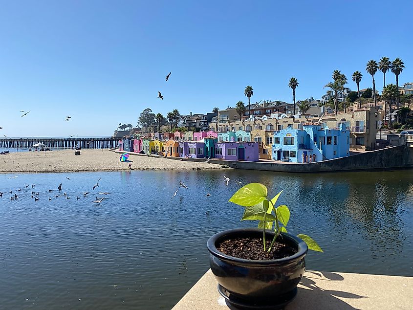 A potted plant sits on the ledge of a water and beachfront patio, with colorful lodgings and seagulls in the scene.