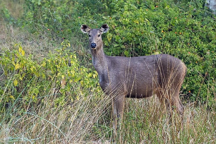 Blue bull in the Kanha National Park