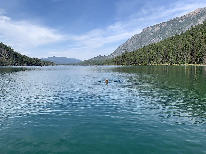 A man swimming in a large blue lake surrounded by lush forests.