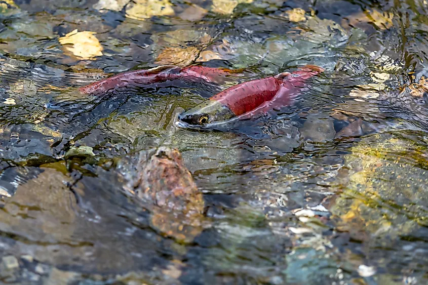 Kokanee salmon in a lake during spawning season.