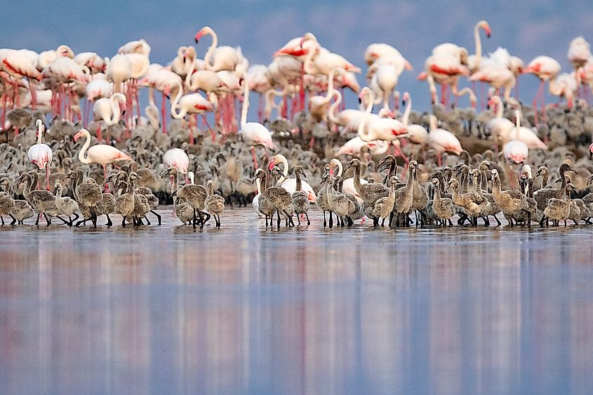 Flamingos and chicks on Lake Natron in Tanzania