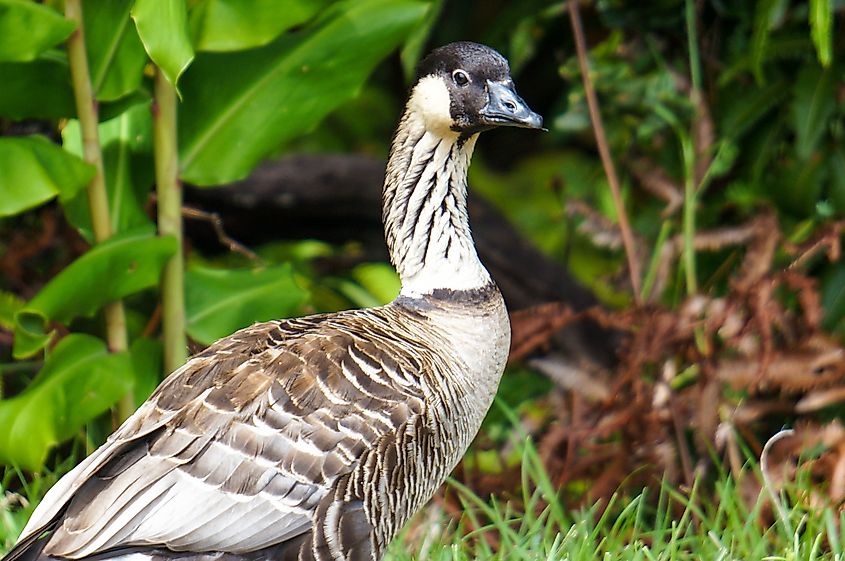 View of a nene in Hawaii.