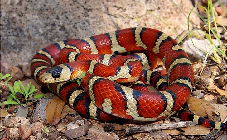 8 Animals That Exhibit Mimicry - WorldAtlas 8 Animals That Exhibit Mimicry - WorldAtlas