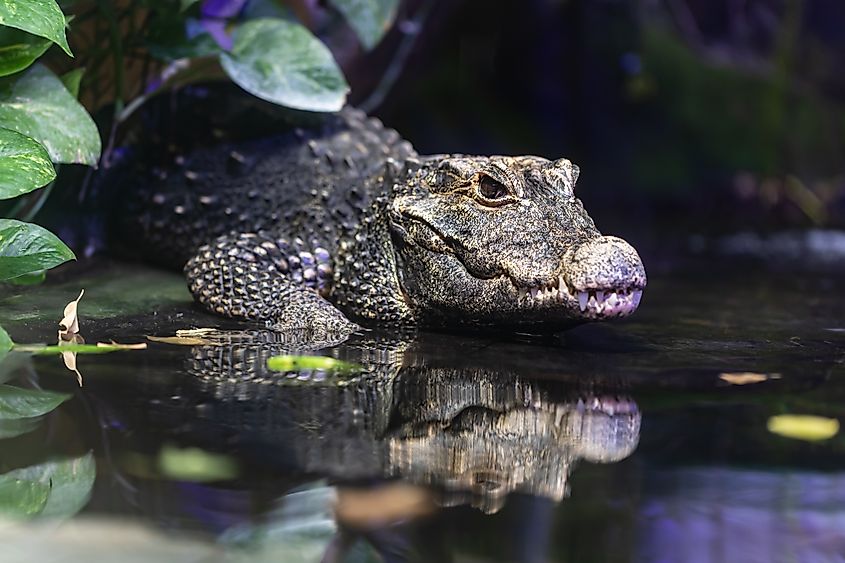 Dwarf crocodile still in the water.