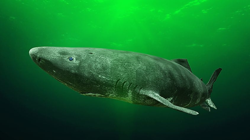 A Greenland shark, a species whose slow metabolism is suited to cold water.