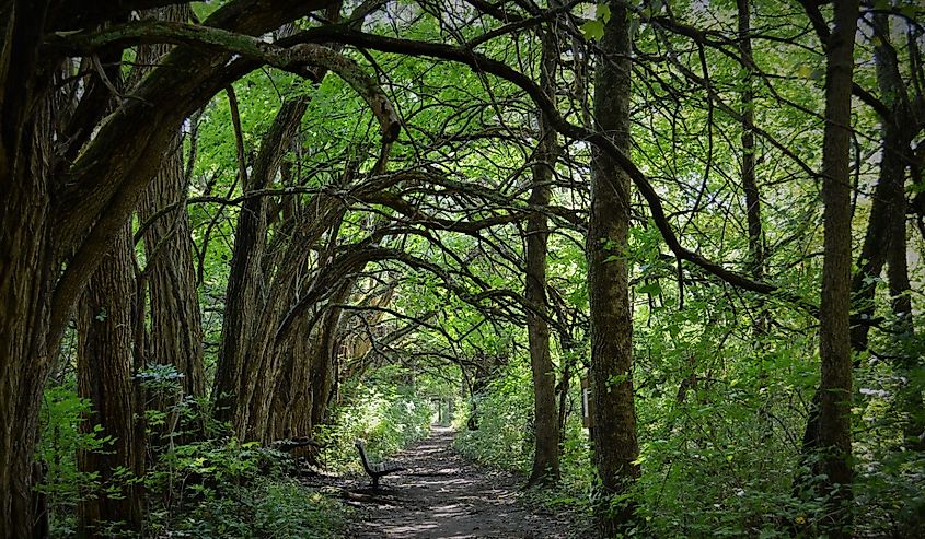 Osage Orange Tree Tunnel in the Park.