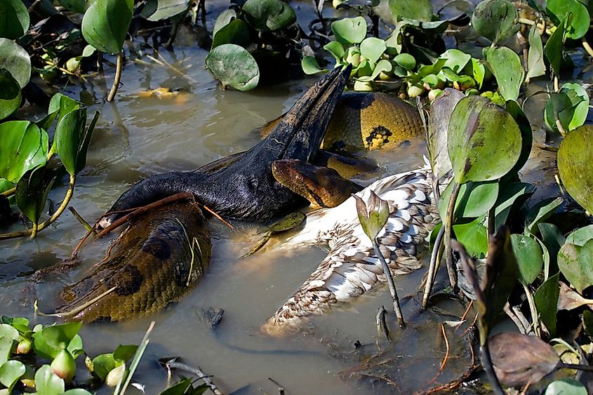 Green anaconda eating a wood stork bird in Venezuela.