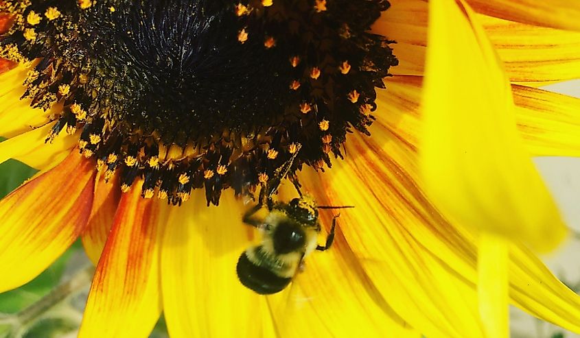 Sunflower and bee in Waverly, Iowa. 