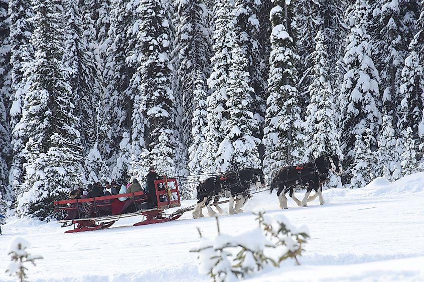 Visitors enjoy a horse drawn sleigh ride in Kelowna