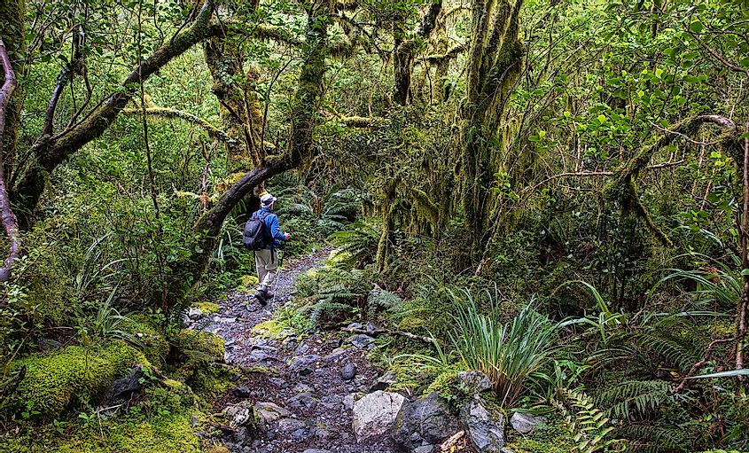 Hiker along the Milford Track in Fiordland National Park, South Island, New Zealand.