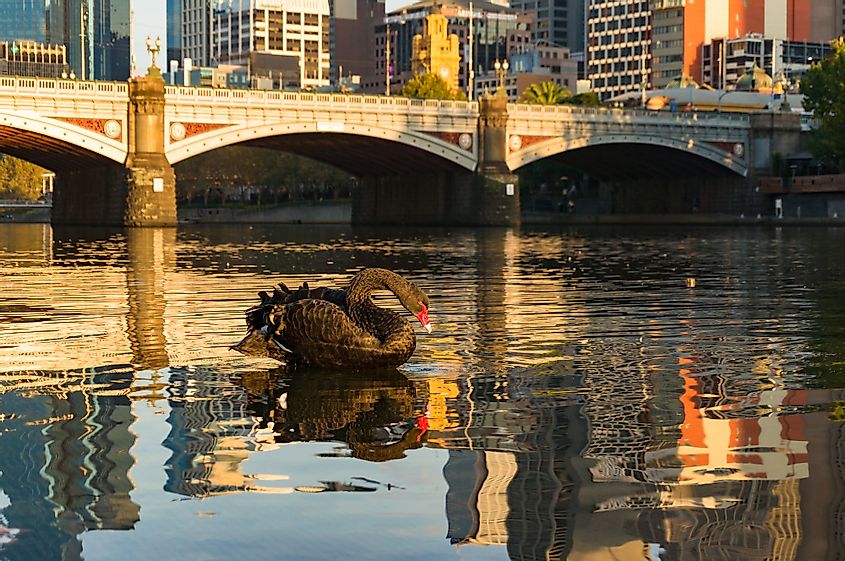 Beautiful Black Swan on the Yarra River in Melbourne, Australia