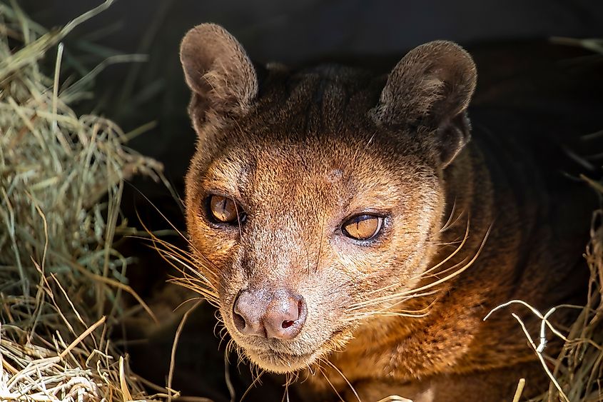 Close-up of a fossa.