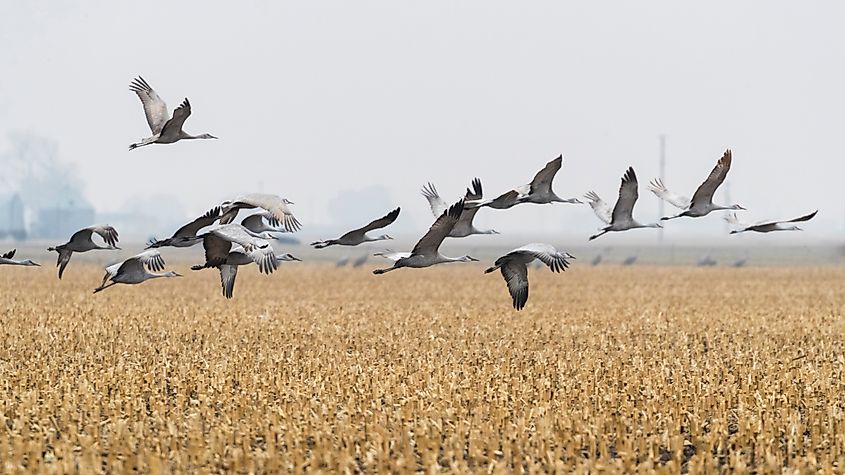 Migrating sandhill cranes in Nebraska.