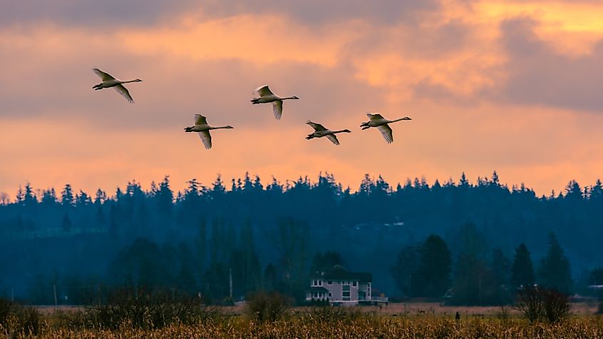 A group of trumpeter swans in Edison, Washington.