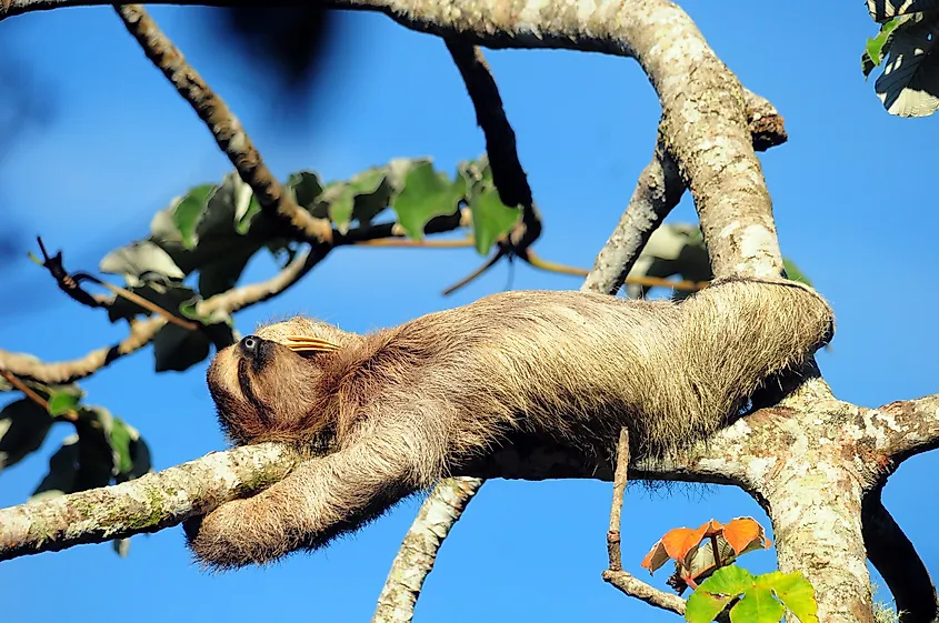 Sleeping sloth