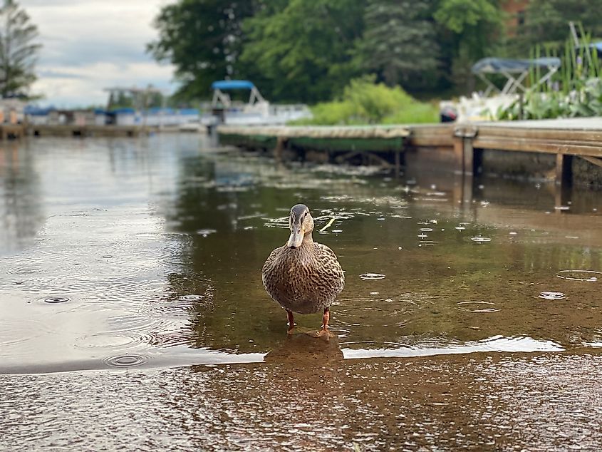 Duck standing on Lake Namakagon's shore of the Lakewoods River Resort in Cable Wisconsin