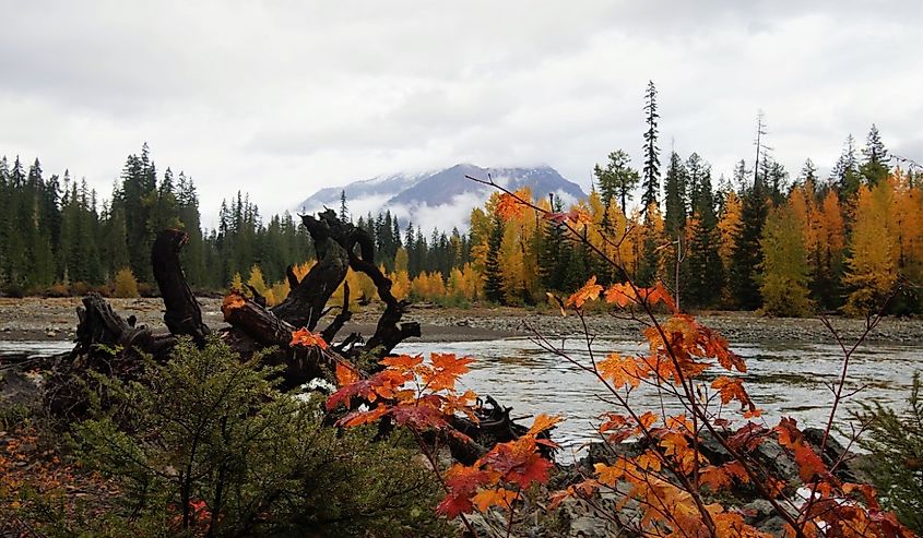 Roslyn, Washington Wenatchee National Forest.