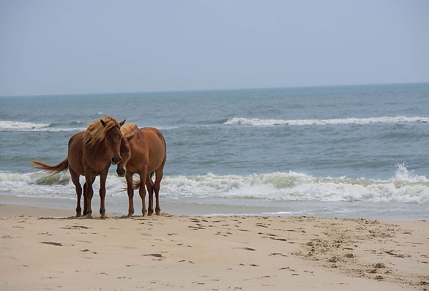 Horses on the beach at Assateague Island National Seashore.