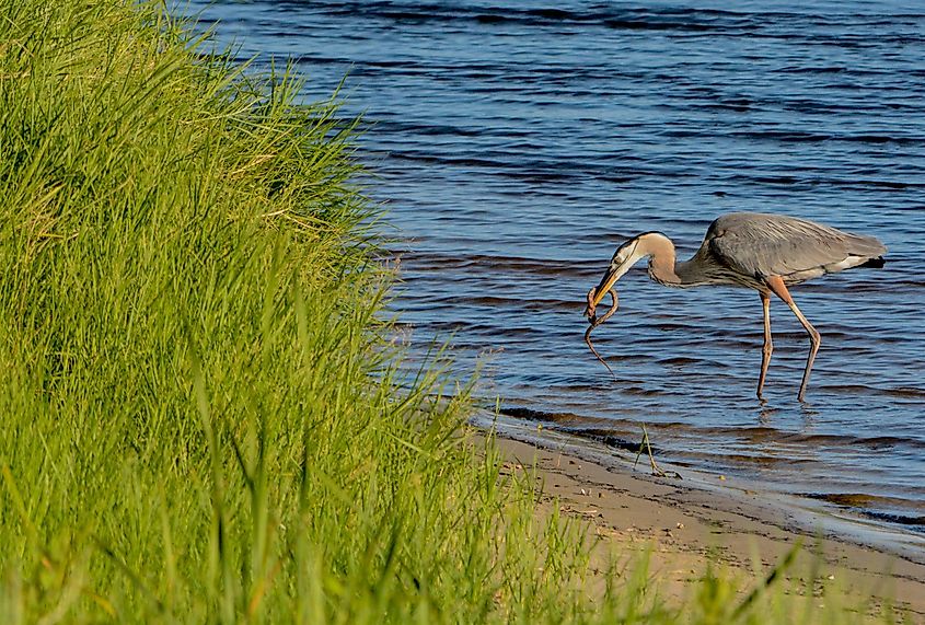 Great Blue Heron killing and eating a Boa snake. At Okeechobee lake