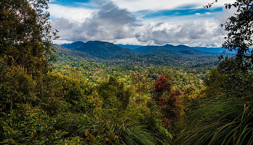 Taman Negara National Park