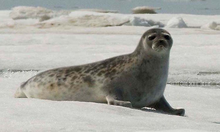 What Animals Live At The North Pole? - WorldAtlas What Animals Live At The North Pole? - WorldAtlas