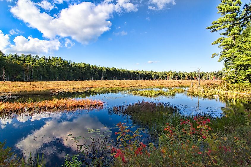 Beautiful marshland in the Pawtuckaway State Park, New Hampshire.