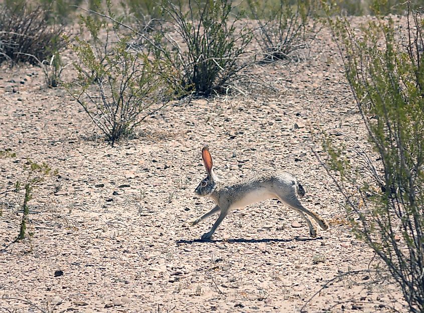 Black-tailed jackrabbit running among the creosote bush in Big Bend National Park, Texas. 