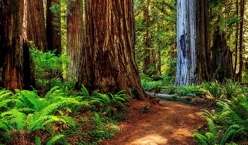 pathway through the redwoods giants