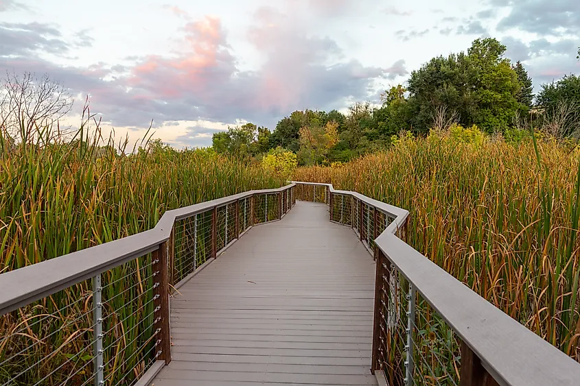 Wooden walking path through grass and reeds in the Wheat Ridge Greenbelt, Colorado, USA.