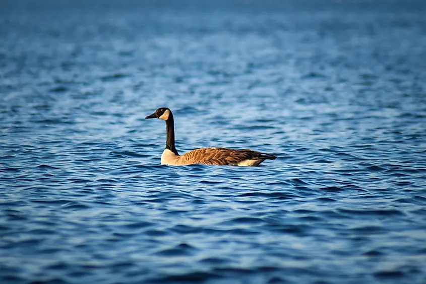 A Canadian Goose on Lake Superior.