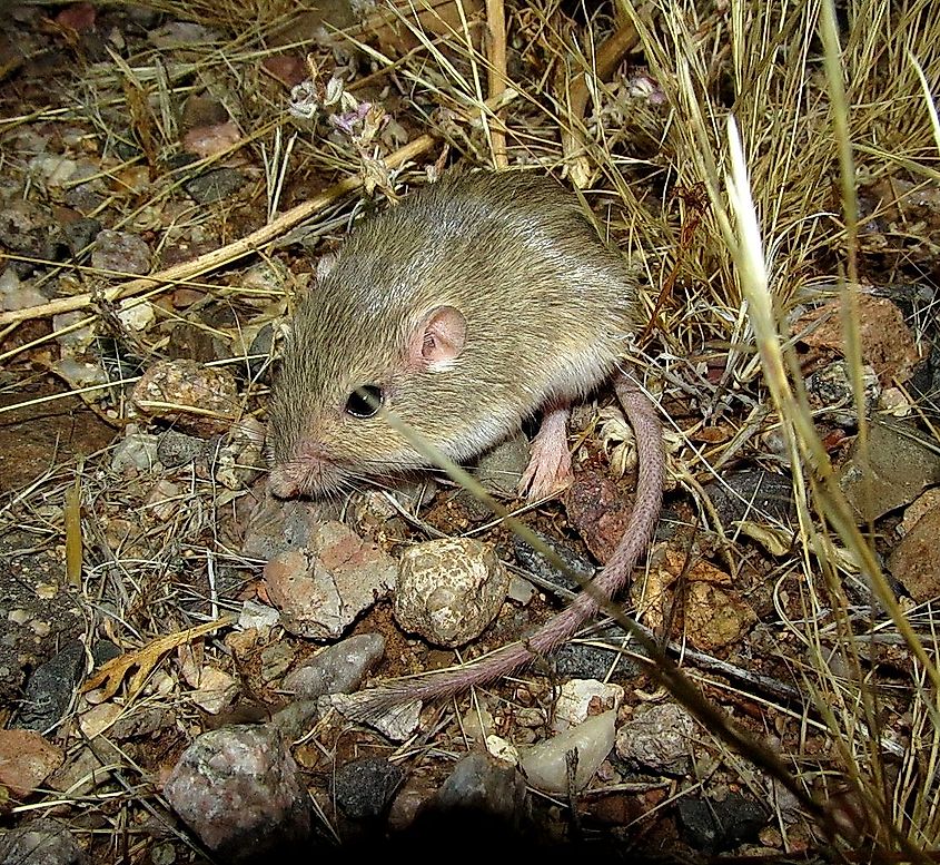 A silky pocket mouse.