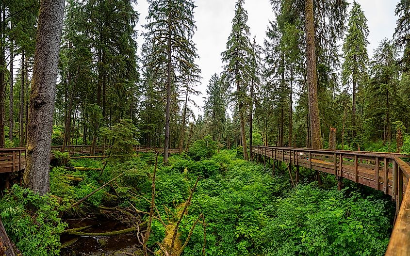 Panoramic view of a curving wooden boardwalk winding through dense green temperate rainforest, Tongass National Forest, Alaska.