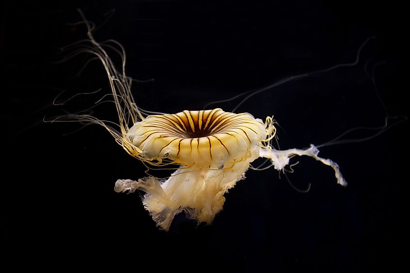 Atlantic sea nettle.