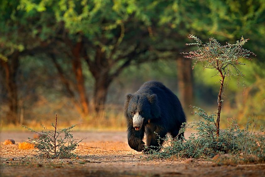 Sloth bear, Melursus ursinus, Ranthambore National Park, India.