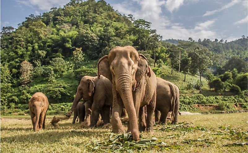 10 Animals Found In Laos - WorldAtlas