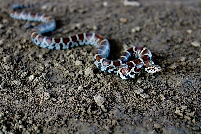 Eastern milk snake in habitat.