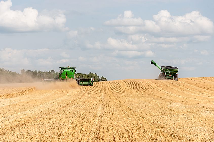 A combine harvester works with a grain cart operator in a golden spring wheat field in Hope, North Dakota.
