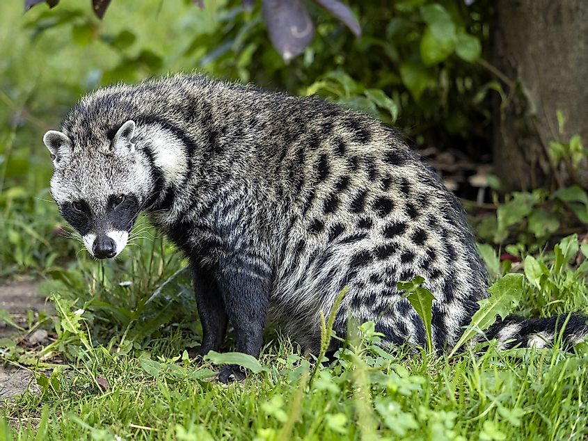 African civet cat