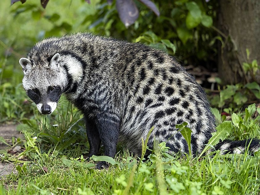 african civet