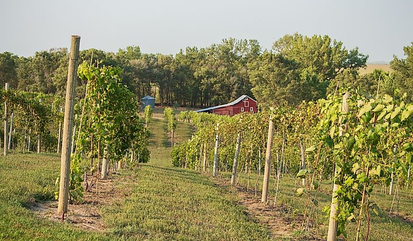 Vineyard in Rural Nebraska with Farmland