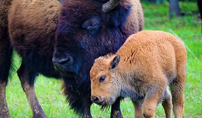 The Woolaroc Wildlife Preserve, Oklahoma.
