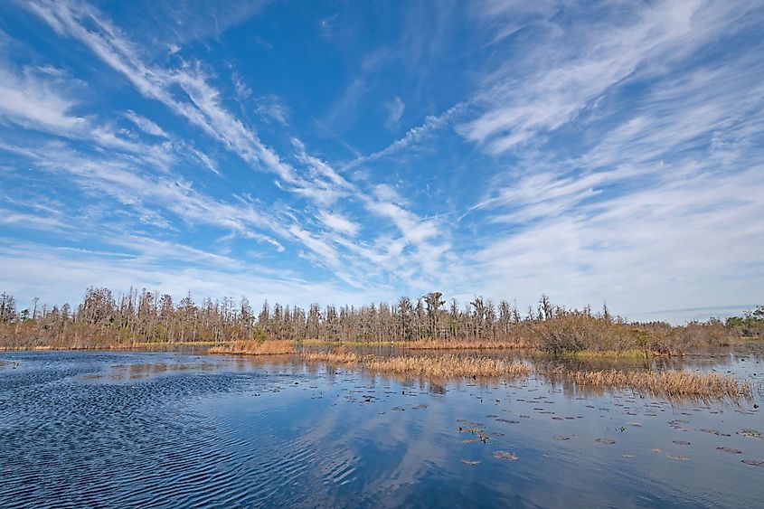 Sunny skies over the Okefenokee Swamp in Georgia