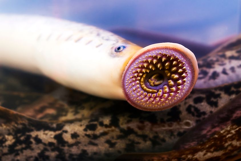 Close-up of a sea lamprey's round toothed mouth