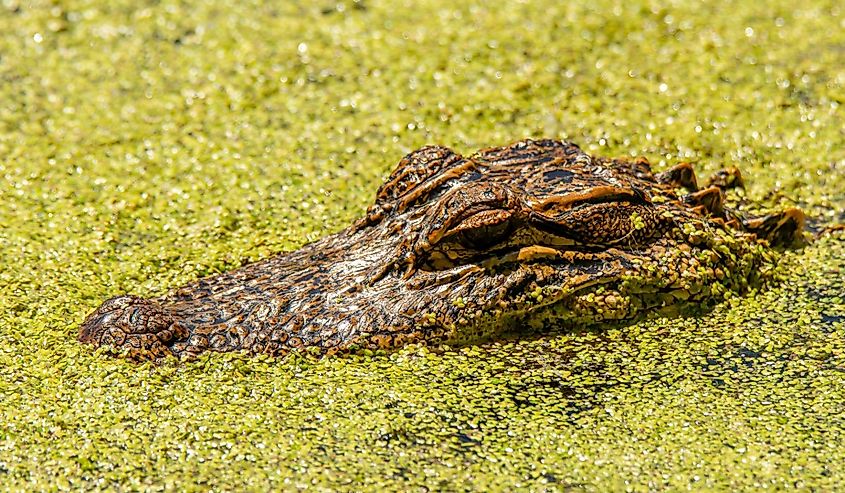 Young American Alligator in a South Carolina Swamp